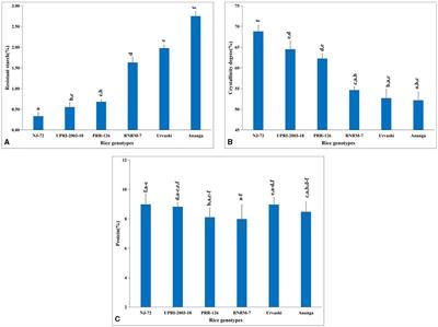 Exploring the synergy of enzymes, nutrients, and gene networks in rice starch granule biogenesis